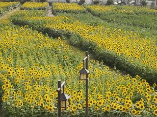 郧阳区龙韵村葵花绽放，向阳而生惊艳夏日