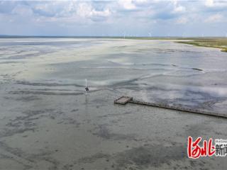 尚义察汗淖尔湿地退化修复工程稳步推进