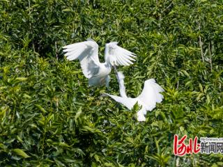 唐山国际旅游岛以生态优先绘就可持续发展答卷