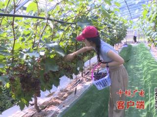 品种多味道美，茅塔乡大坪村的葡萄熟了