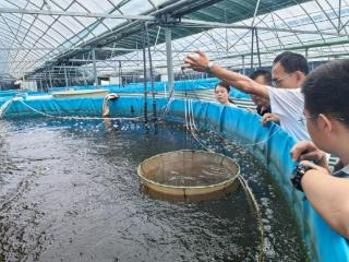 呼延村大棚养出“淡水虾王”