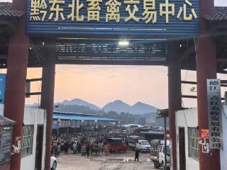 德江县：“一主两辅”产业布局鼓起群众“钱袋子”