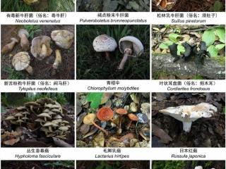 “门朝我飞过来了！”误食毒蘑菇后果可不只是有幻觉 千万别大意