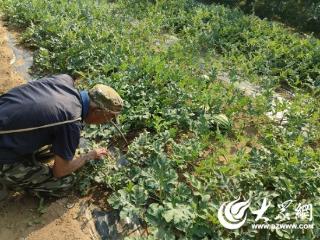 八旬爷爷不服老 转型种出巨型瓜