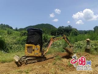 湖南花垣：高山玉竹开挖 每亩产值近5万元
