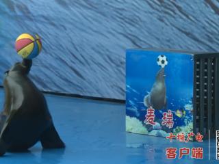 海狮玩冰砖、骆驼吃西瓜...十堰动物园开启“清凉模式”