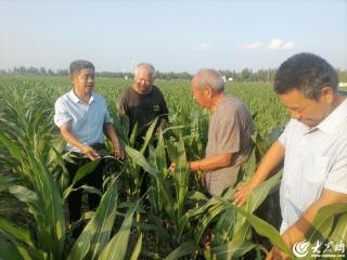 禹城辛店镇农技员“出诊” 庄稼用上了“技术配方”