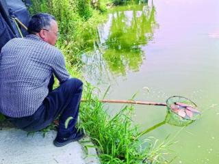 南京六合龙池鲫鱼：“游”出龙池湖，“跃”入大市场
