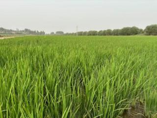 从渤海之滨到新疆和田，一粒小站稻种子的4000公里迁徙…… 扫码阅读手机版