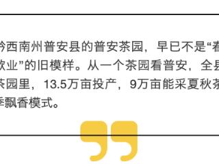 告别“春茶采完就歇业”，黔西南普安茶渐入多季飘香模式