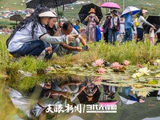 毕节：夏日莲韵醉游人