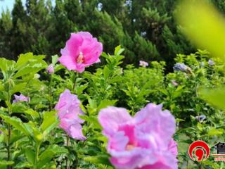 德州长河公园：木槿花绚烂绽放，绘就夏日绮丽画卷