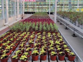 打造“花艺梦工厂”，让梦想沁润芬芳