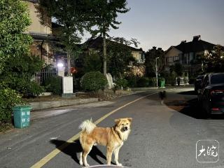入夏以来池州动物致伤病例增多 医生提醒：要科学处置