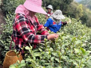 赓续千年茶香文化 曲阜师范大学美术与书法学院实践队赴浙江长兴开展实地调研