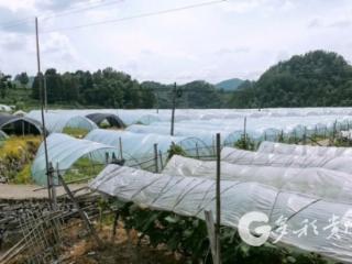 凤冈大石村西瓜种植园：瓜熟蒂落丰收景