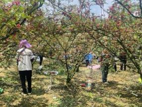 织金农商银行：椒香满山丰收景 农信护航产业兴