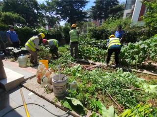 崂山区重拳整治毁绿种菜守护城市绿色家园