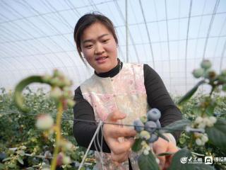 粮满仓·好丰光丨新农人：种出表盘大的蓝莓！青岛90后夫妻绘就田园新画卷