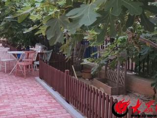 五棵无花果留住三十载温情！水清沟街道老旧小区改造藏民生温度