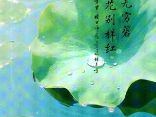 文化中国行·人间好时节｜大暑：清风拂夏 荷香满塘