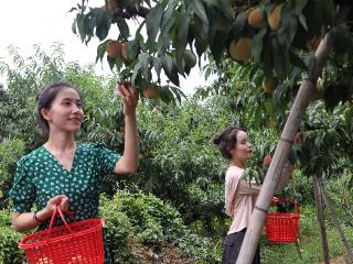 一颗桃链动富民大产业