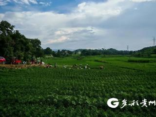 普安：“韭”香不怕巷子深 青山田里有“钱”景