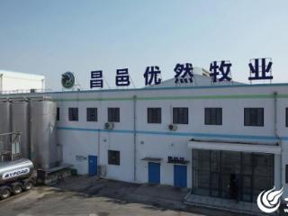 潍坊昌邑优然牧业：数字赋能让牛舍“会思考”“会呼吸”