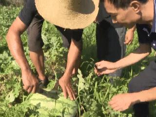 选瓜有门道！十堰怀家沟村西瓜成熟采摘忙