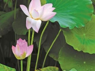 今起三天我市以多云天气为主 气温回升体感闷热