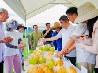 “梨”争上游！杭州鸬鸟雅城村梨王争霸赛点燃共富新引擎