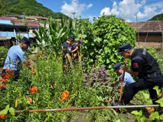 长白县八道沟边境检查站：民警巡查发现野生罂粟 及时铲除守护无毒家园