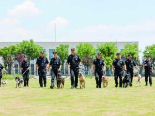 记者探访高温下的南京警犬基地 本土犬种成“新兵” “汪汪队”还有游泳课