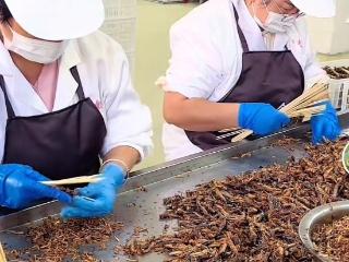 田间蚂蚱蹦上餐桌 看涡阳农民如何“点虫成金”