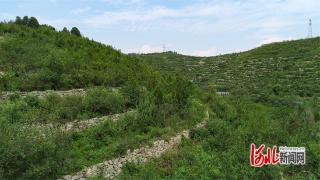 走进辛集，解码皮都新脉动