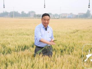 时代楷模徐淙祥：扎根黄淮的“土专家”让“望天田”变成“高产田”