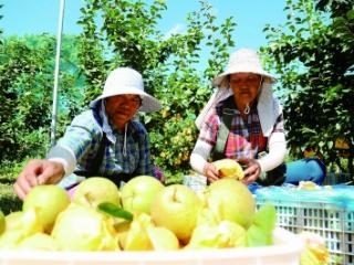 江苏南京：林果经济发力 乡村飘满果香