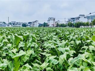 烟叶绿了山坡 路也通了心窝——湖南永兴堡口村的“烟旅共兴”振兴图景