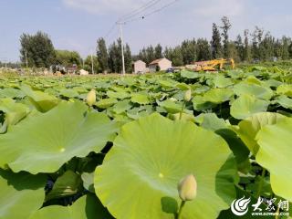 潍坊临朐：一池新藕映振兴