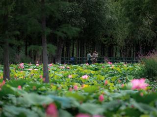 四季予你 | 中式美学：这里的荷影，美得倾城