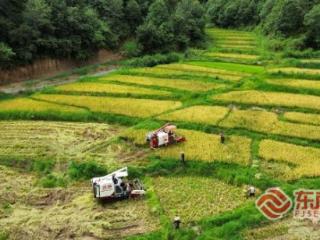 三明泰宁：盛夏“双抢”正当时 稻浪翻滚绘丰收