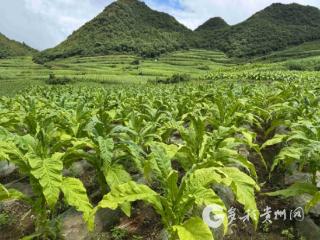 习水县桃林镇：900亩烤烟进入采摘期 田间地头忙丰收