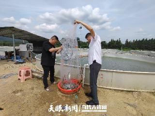 清水江畔 鲈鱼肥美 | 贵州最大鲈鱼单品养殖基地年产约200万斤