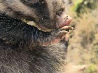 合肥田埂惊现“猪鼻子怪” 专家提醒：萌态之下藏利齿，勿近！
