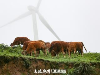【在希望的田野上·三夏时节】贵定贾戎村：土黄牛“拉”出生态产业链