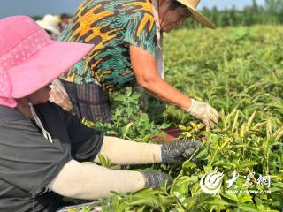 牡丹区皇镇街道芍药角迎来丰收季 田间采摘忙