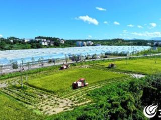 新长征路上的丰收丨雷沃公益机收走进赣南粮仓