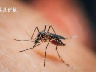 伊蚊叮咬传播！关于这一急性传染病你需要知道