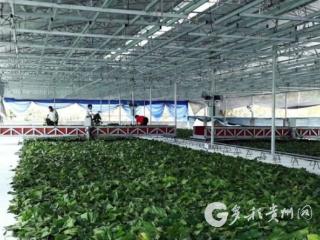 凤冈花坪街道：农技服务送"凉方" 多措并举助蚕农