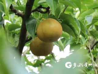绥阳县风华镇双龙村：梨香飘满园 销售正旺时